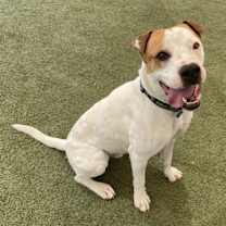 adopt-pet