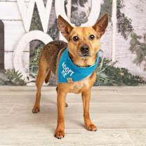 Thumbnail photo of SWEET BRODY #2