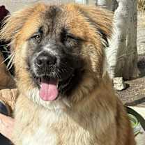 Thumbnail photo of Shito #1