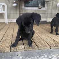 Thumbnail photo of Beau #3