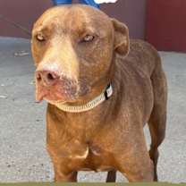 Thumbnail photo of Charlie #3