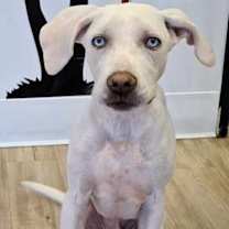 adopt-pet
