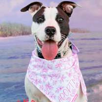 Thumbnail photo of Dottie #2