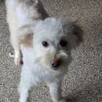 Thumbnail photo of Posey #4