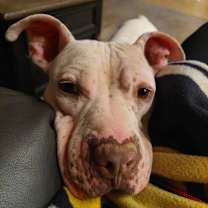 adopt-pet