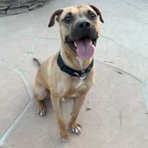 adopt-pet
