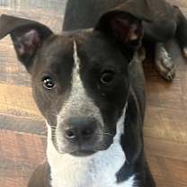 adopt-pet
