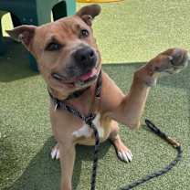 adopt-pet