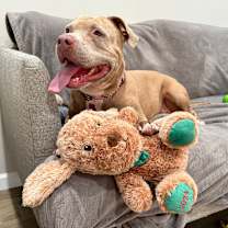 adopt-pet