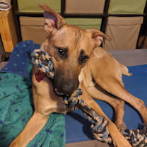 adopt-pet