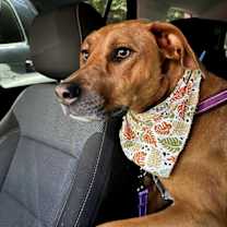 Thumbnail photo of Moishe #2