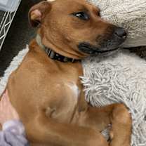 Thumbnail photo of Moishe #3