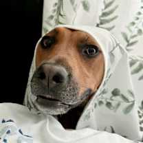 Thumbnail photo of Moishe #4