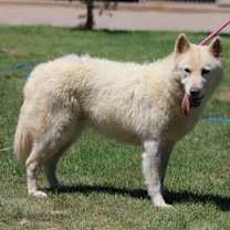 Thumbnail photo of KOOSAH #1