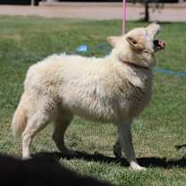 Thumbnail photo of KOOSAH #2