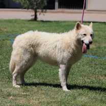 Thumbnail photo of KOOSAH #3