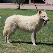 Thumbnail photo of KOOSAH #4