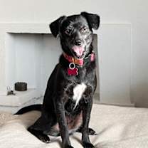 Thumbnail photo of Chiquita IN FOSTER #3