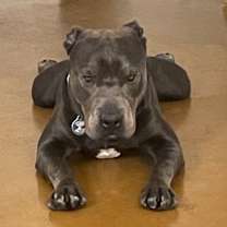 adopt-pet