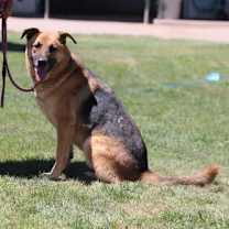 Thumbnail photo of BEAU #1