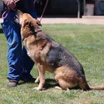 Thumbnail photo of BEAU #2