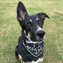 Thumbnail photo of Pesto #1