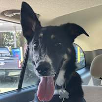 Thumbnail photo of Pesto #2