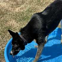 Thumbnail photo of Pesto #3