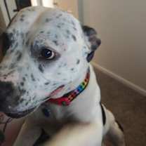 Thumbnail photo of Luna #4