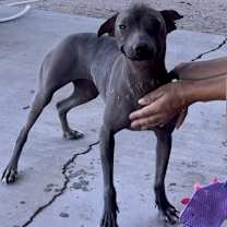adopt-pet