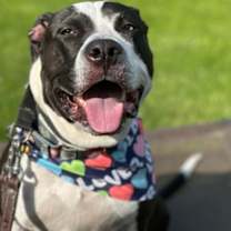 Thumbnail photo of Benji #1