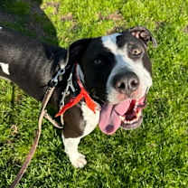 Thumbnail photo of Benji #3