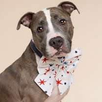 Thumbnail photo of Teddy #2