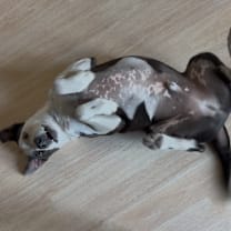 Thumbnail photo of Opie #1