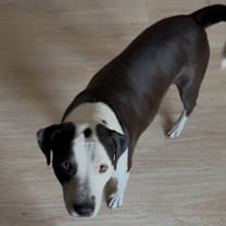 Thumbnail photo of Opie #3