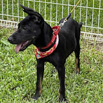 Thumbnail photo of Rubie #4