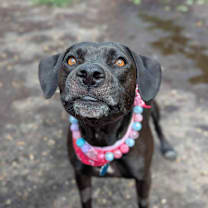 Thumbnail photo of Merrick #1