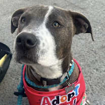 Thumbnail photo of Scooby #4