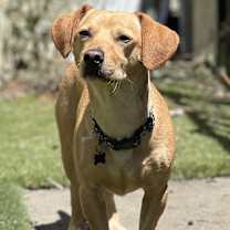 Thumbnail photo of Rupert #1