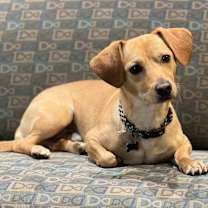 Thumbnail photo of Rupert #2