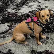 Thumbnail photo of Rupert #3