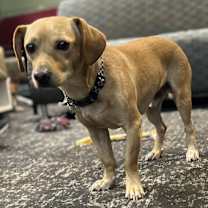 Thumbnail photo of Rupert #4