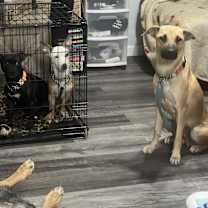 adopt-pet