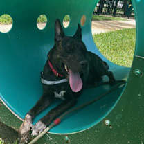 Thumbnail photo of Milo #1