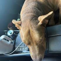 Thumbnail photo of Duque #3