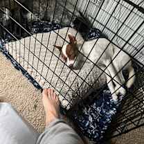 Thumbnail photo of Nala #4