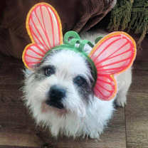 Thumbnail photo of Barbie #1