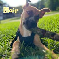 Thumbnail photo of Blair #1