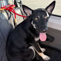 Thumbnail photo of Jaxson #3