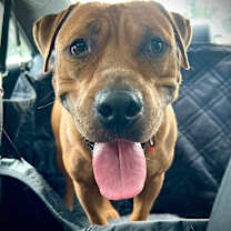 Thumbnail photo of Liverwurst #3